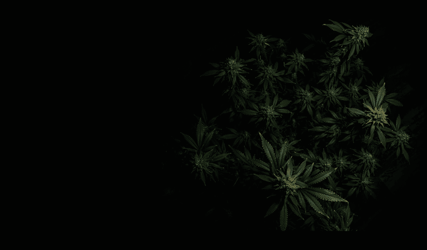 Cannabispflanze vor schwarzen Hintergrund