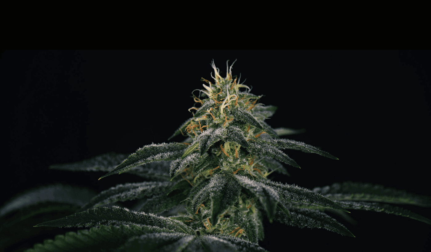 Cannabispflanze vor schwarzen Hintergrund