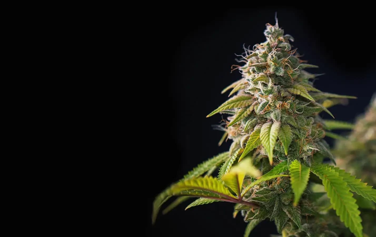 Cannabispflanze vor schwarzen Hintergrund